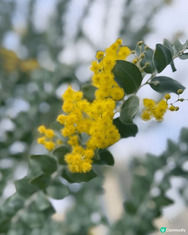 ## 春天🌸隨手拍📸，美到爆💥！