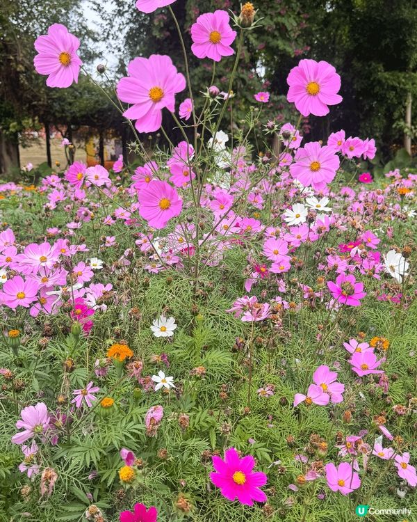 ## 春天🌸隨手拍📸，美到爆💥！