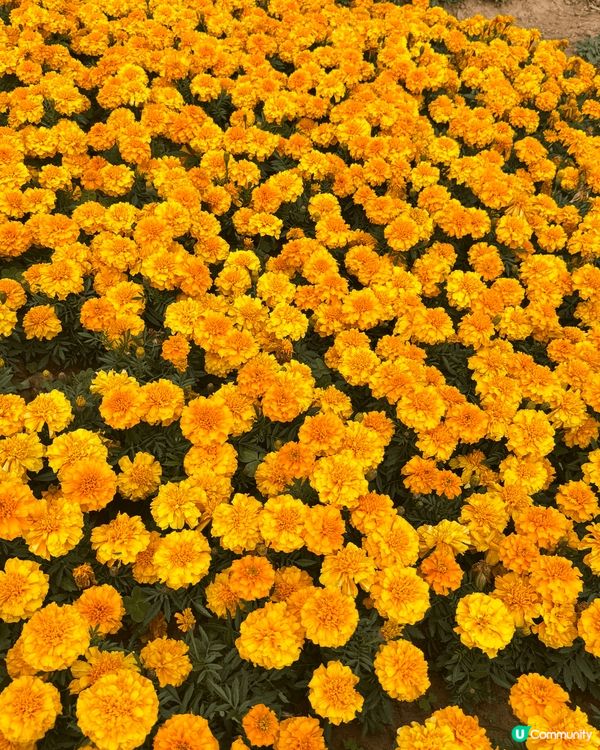 ## 春天🌸隨手拍📸，美到爆💥！