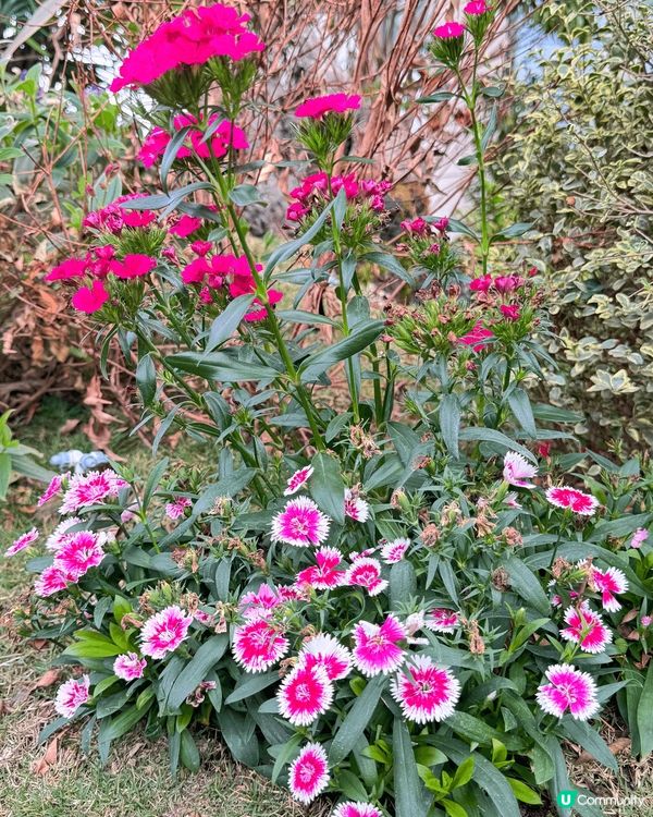 ## 春天🌸隨手拍📸，美到爆💥！