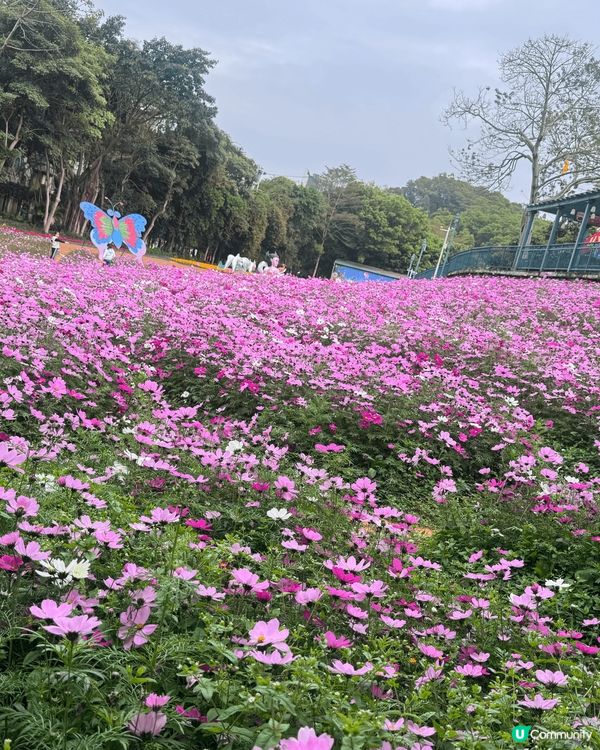 ## 春天🌸隨手拍📸，美到爆💥！