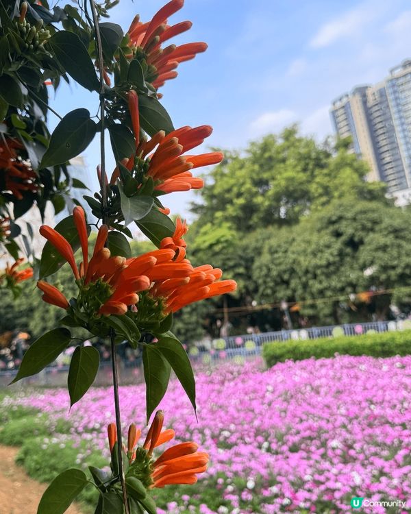 ## 春天🌸隨手拍📸，美到爆💥！