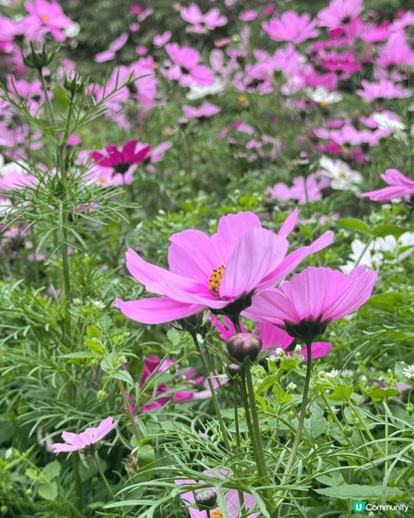 ## 春天🌸隨手拍📸，美到爆💥！