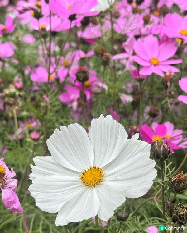 ## 春天🌸隨手拍📸，美到爆💥！