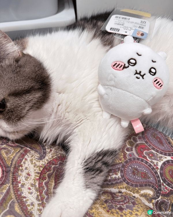 打咭唔一定係出街打架，喺屋企都可以打咭，可愛嘅Chii仔同貓...