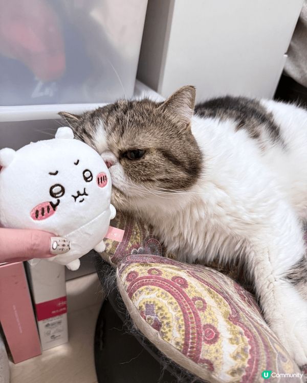 打咭唔一定係出街打架，喺屋企都可以打咭，可愛嘅Chii仔同貓...