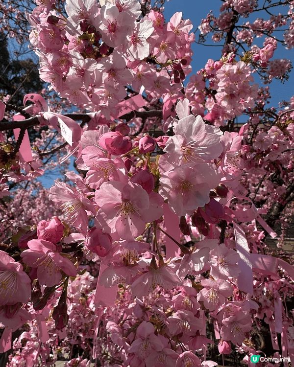 春季打卡好去處,當然係去日本睇櫻花。