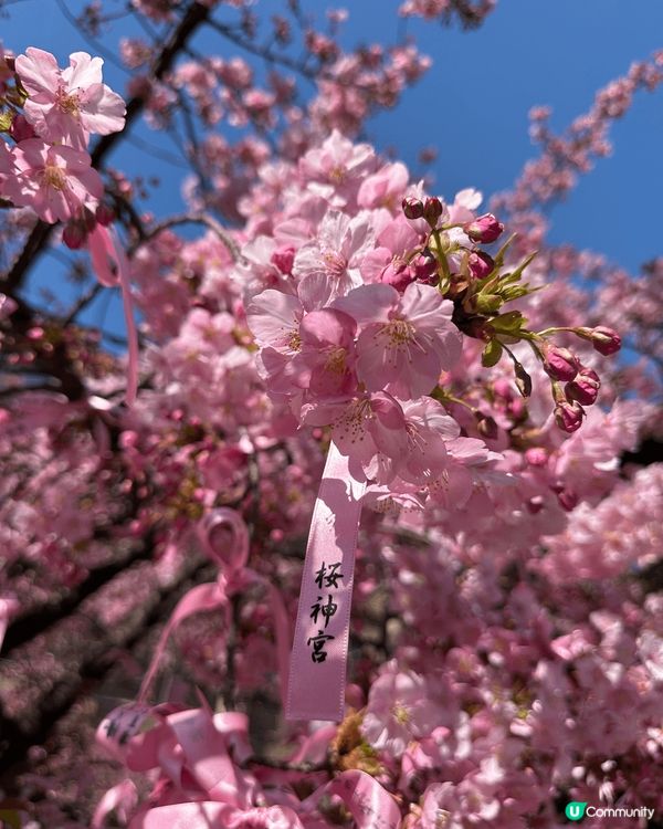 春季打卡好去處,當然係去日本睇櫻花。