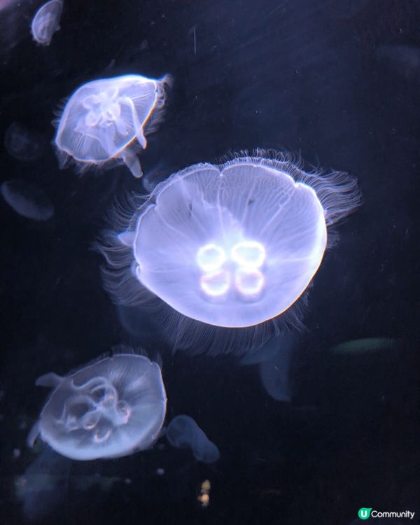 日本東京有不少樂而忘返的好去處，極力推介的是陽光水族館。水族...