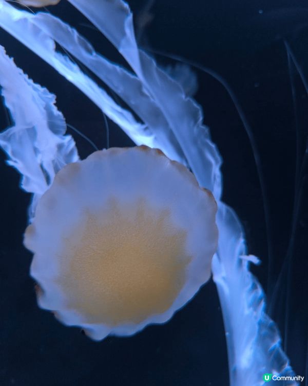 日本東京有不少樂而忘返的好去處，極力推介的是陽光水族館。水族...