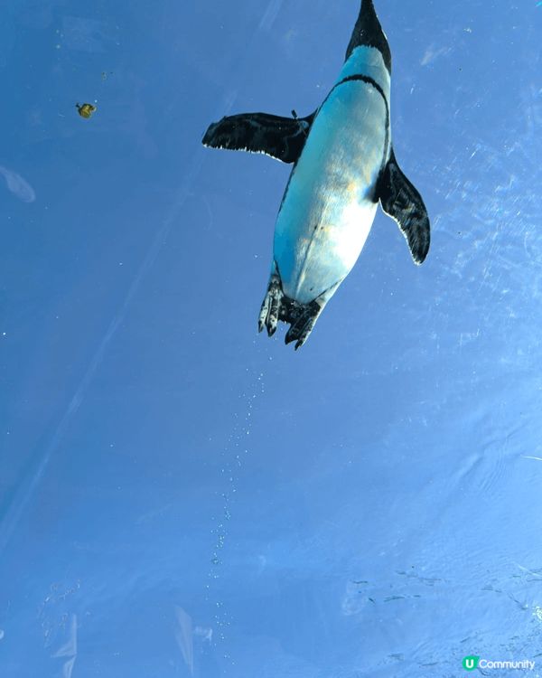 日本東京有不少樂而忘返的好去處，極力推介的是陽光水族館。水族...
