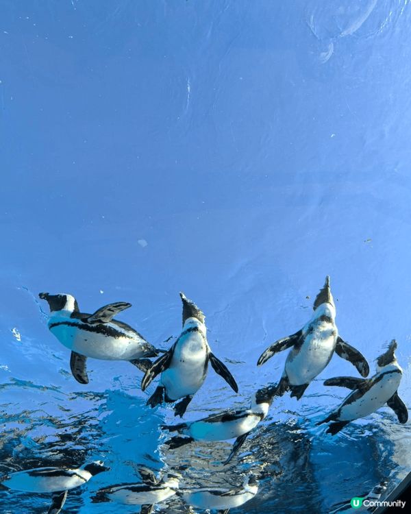 日本東京有不少樂而忘返的好去處，極力推介的是陽光水族館。水族...