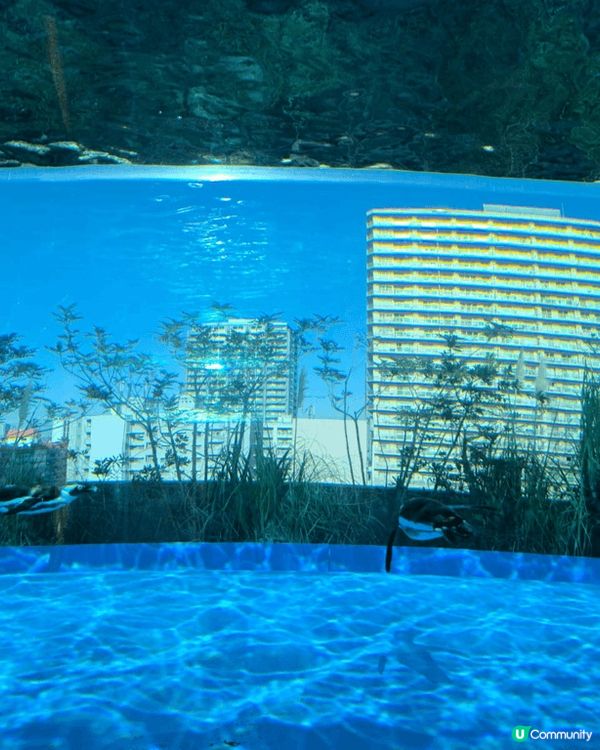 日本東京有不少樂而忘返的好去處，極力推介的是陽光水族館。水族...