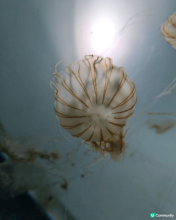 日本東京有不少樂而忘返的好去處，極力推介的是陽光水族館。水族...