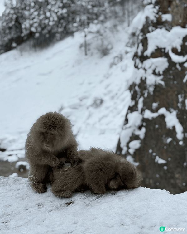 日本旅行時拍的照，第一張是在日本購買的兔兔。第二張是大內宿當...