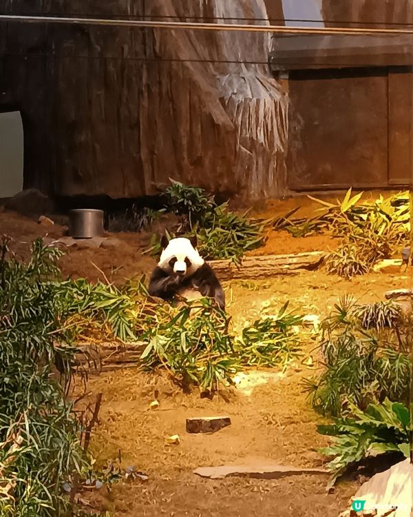 熊貓館值得打卡，無論見到真熊貓定假熊猫，大家都一樣咁興奮。
