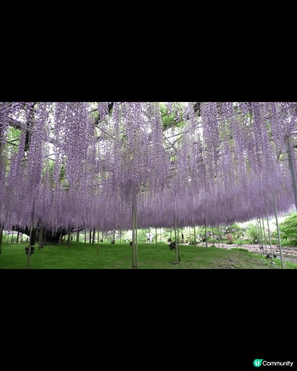 日本東京 足利只同住嘢就嚟開鑼啦 大家記得機會五月係佢 燦爛...