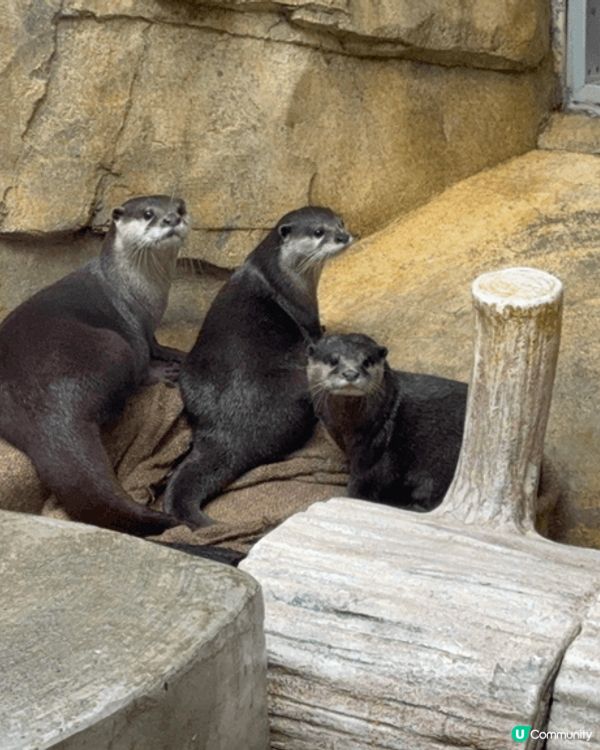香港動植物公園，行香港公園穿過去動植物公園，首先遇到松鼠，之...