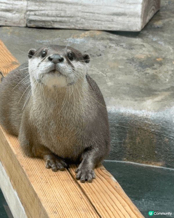 香港動植物公園，行香港公園穿過去動植物公園，首先遇到松鼠，之...