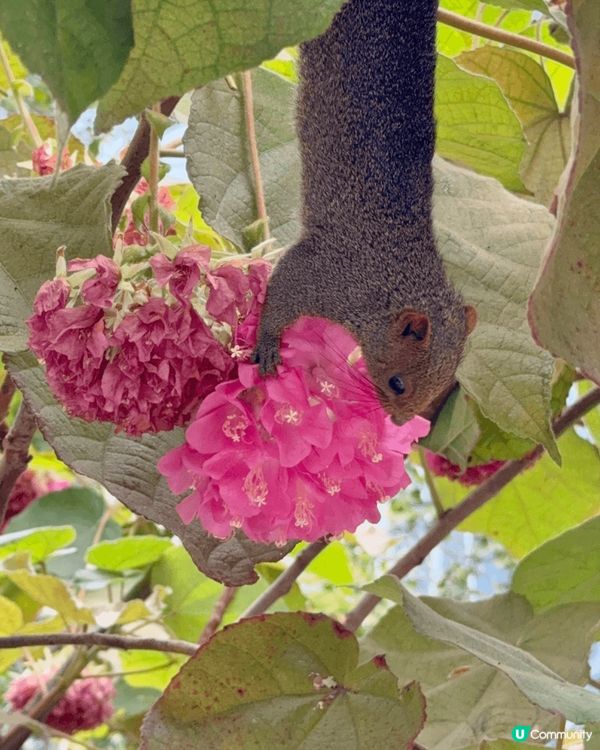香港動植物公園，行香港公園穿過去動植物公園，首先遇到松鼠，之...
