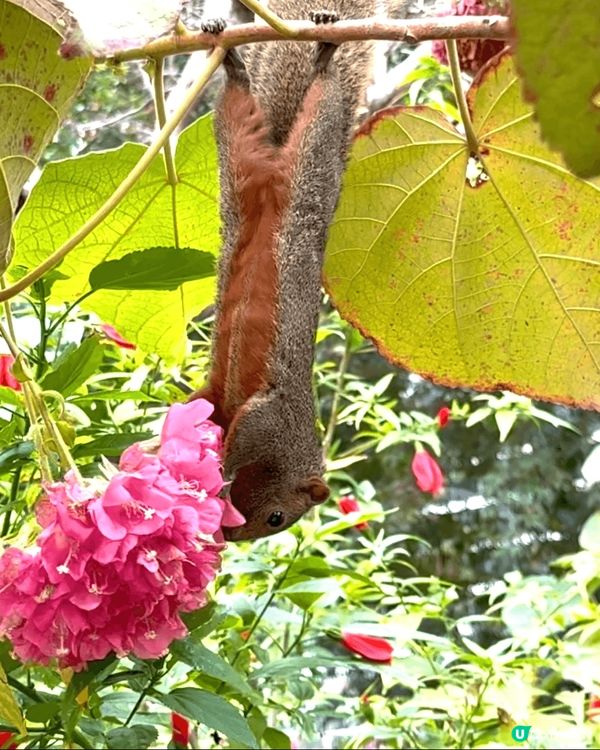 香港動植物公園，行香港公園穿過去動植物公園，首先遇到松鼠，之...