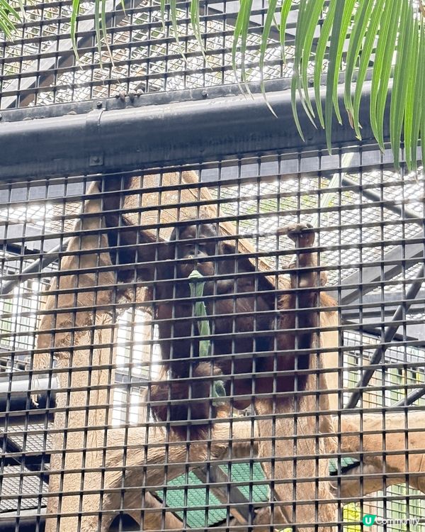 香港動植物公園，行香港公園穿過去動植物公園，首先遇到松鼠，之...