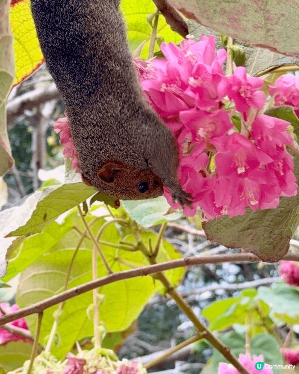 香港動植物公園，行香港公園穿過去動植物公園，首先遇到松鼠，之...