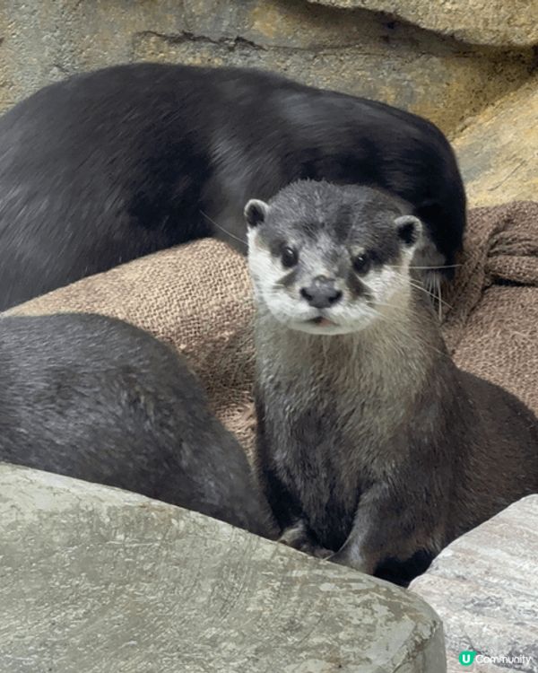 香港動植物公園，行香港公園穿過去動植物公園，首先遇到松鼠，之...