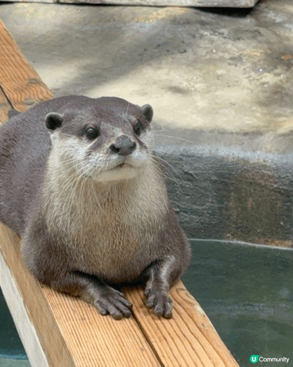 香港動植物公園，行香港公園穿過去動植物公園，首先遇到松鼠，之...
