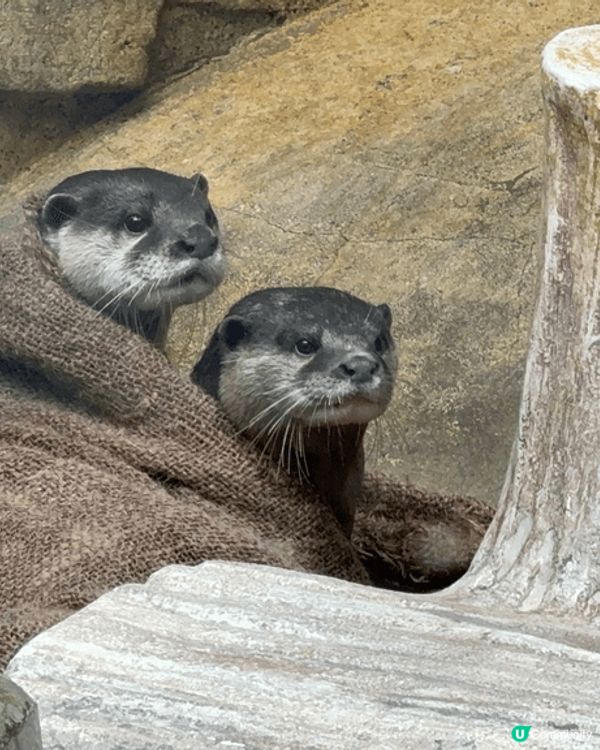 香港動植物公園，行香港公園穿過去動植物公園，首先遇到松鼠，之...