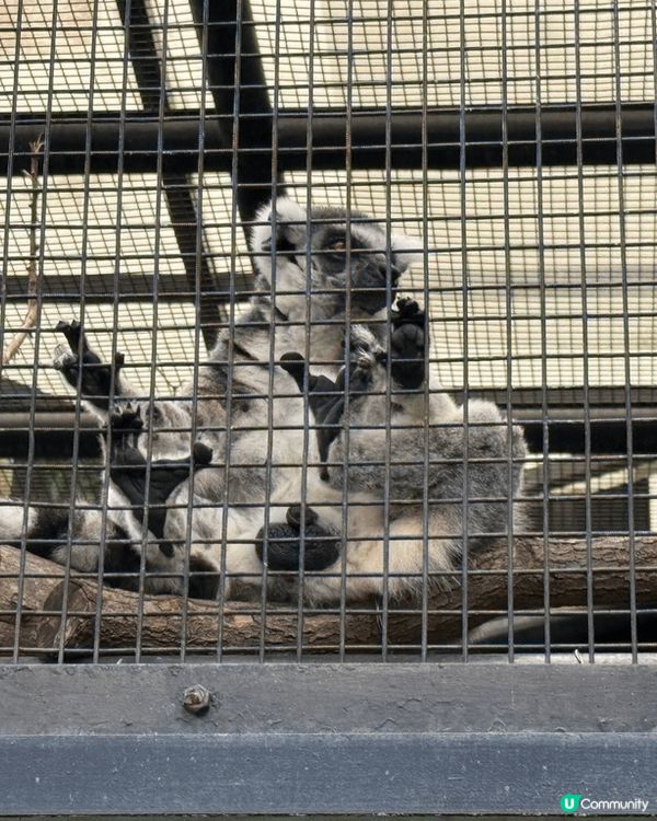 香港動植物公園，行香港公園穿過去動植物公園，首先遇到松鼠，之...