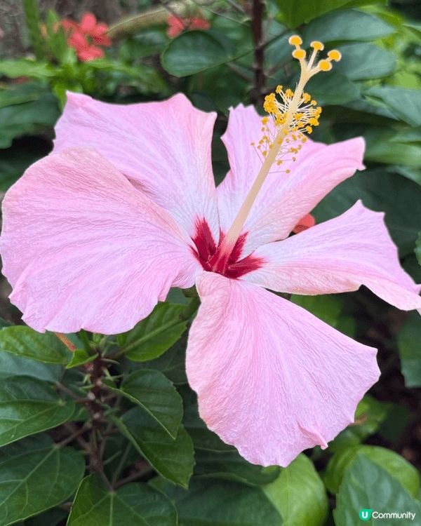 香港動植物公園，行香港公園穿過去動植物公園，首先遇到松鼠，之...