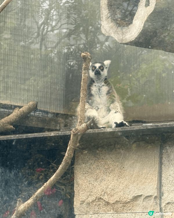 香港動植物公園，行香港公園穿過去動植物公園，首先遇到松鼠，之...