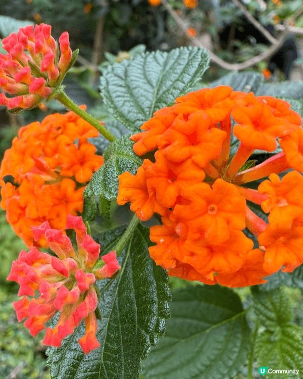 香港動植物公園，行香港公園穿過去動植物公園，首先遇到松鼠，之...