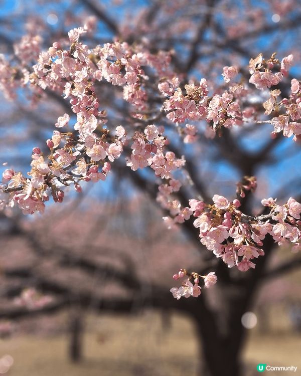 2025年第一個solo trip，選擇前往東京旅遊，因為沒...