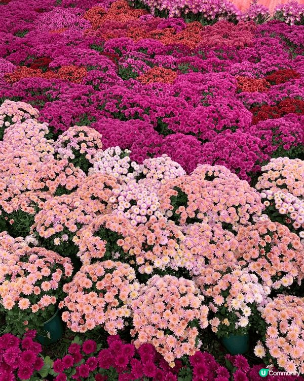 東湖公園菊展真的好漂亮！也去旁邊酒樓喝早茶，食飯ok