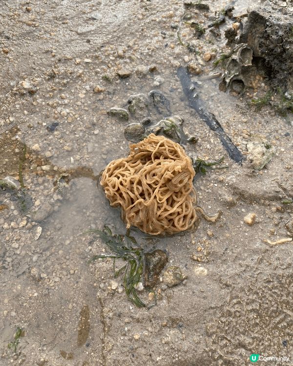 參加義工活動來陪老人家的齊聽下下白泥既生態導賞，環境漂亮而且...