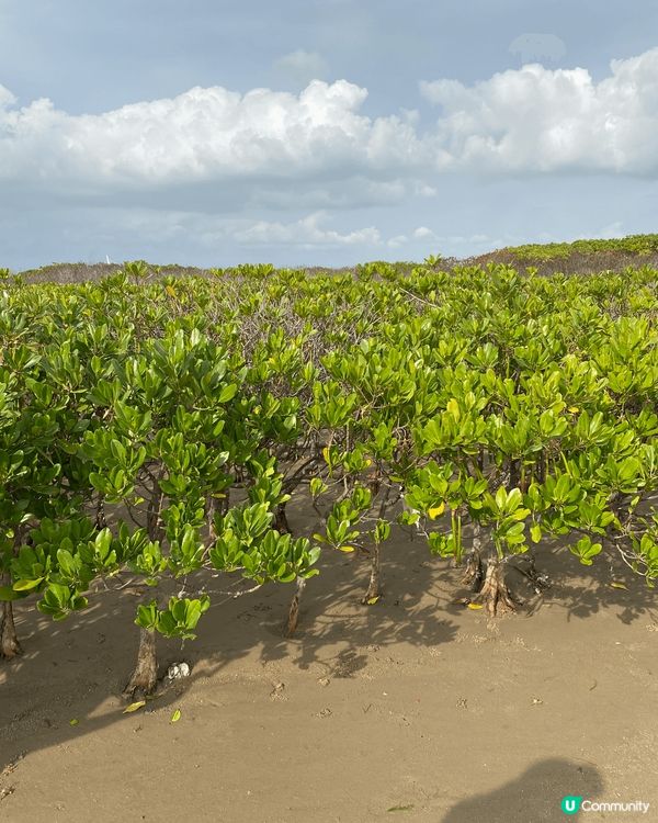 參加義工活動來陪老人家的齊聽下下白泥既生態導賞，環境漂亮而且...