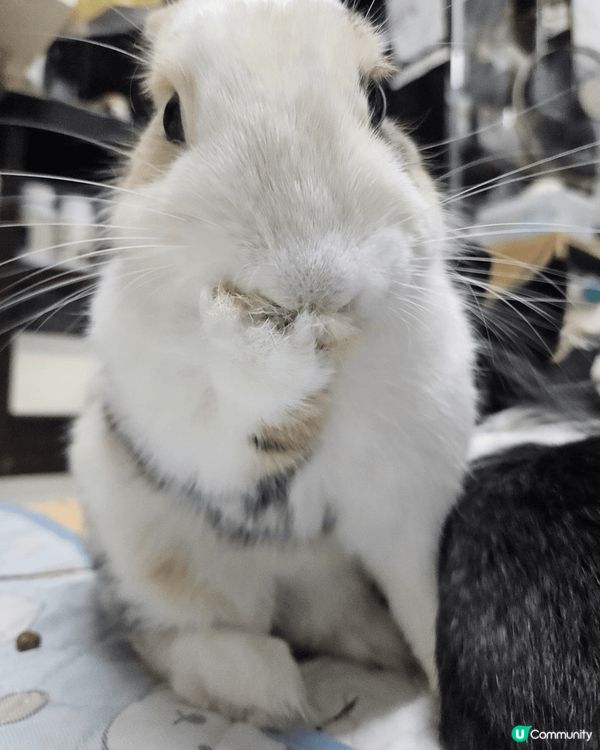 Chikawa當中最愛兔哥，雖然成日只聽到佢叫嗚啦嗚啦，好似...