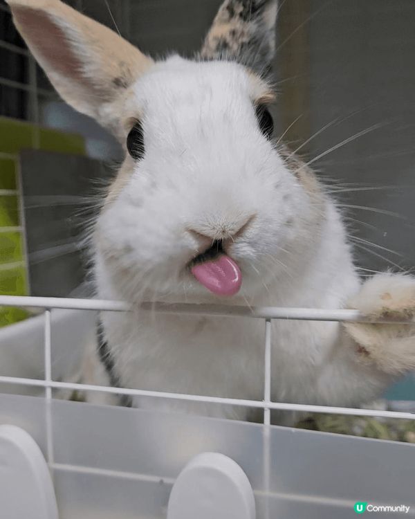 Chikawa當中最愛兔哥，雖然成日只聽到佢叫嗚啦嗚啦，好似...