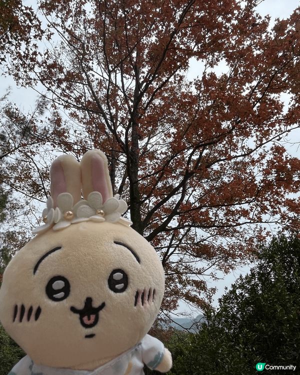 呢排天氣咁好，最啱就係去行山，帶埋兔兔影返輯靚相先😍