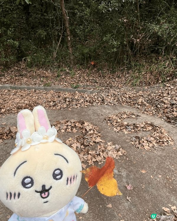 呢排天氣咁好，最啱就係去行山，帶埋兔兔影返輯靚相先😍