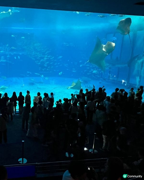 去亞洲最大的水族館🐋一睹鯨鯊