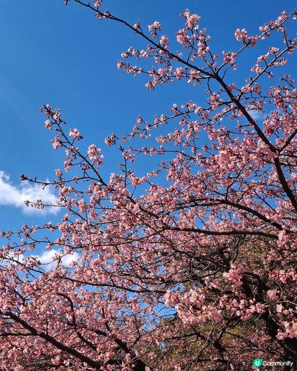 2025年第一個solo trip，選擇前往東京旅遊，因為沒...