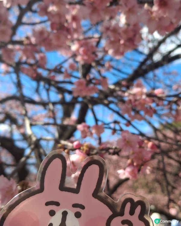 2025年第一個solo trip，選擇前往東京旅遊，因為沒...