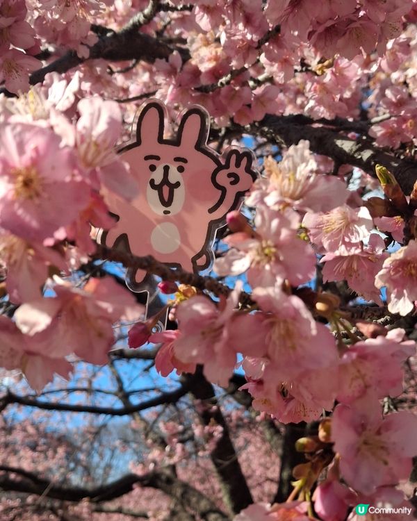 2025年第一個solo trip，選擇前往東京旅遊，因為沒...