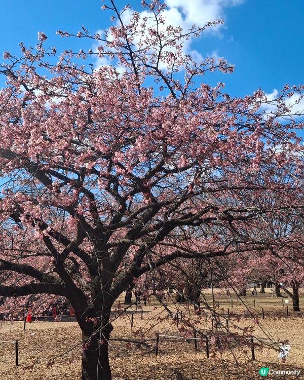2025年第一個solo trip，選擇前往東京旅遊，因為沒...