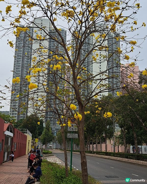 黃花風鈴木盛放