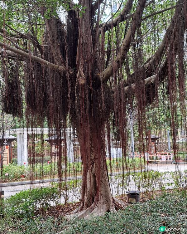 黃花風鈴木盛放