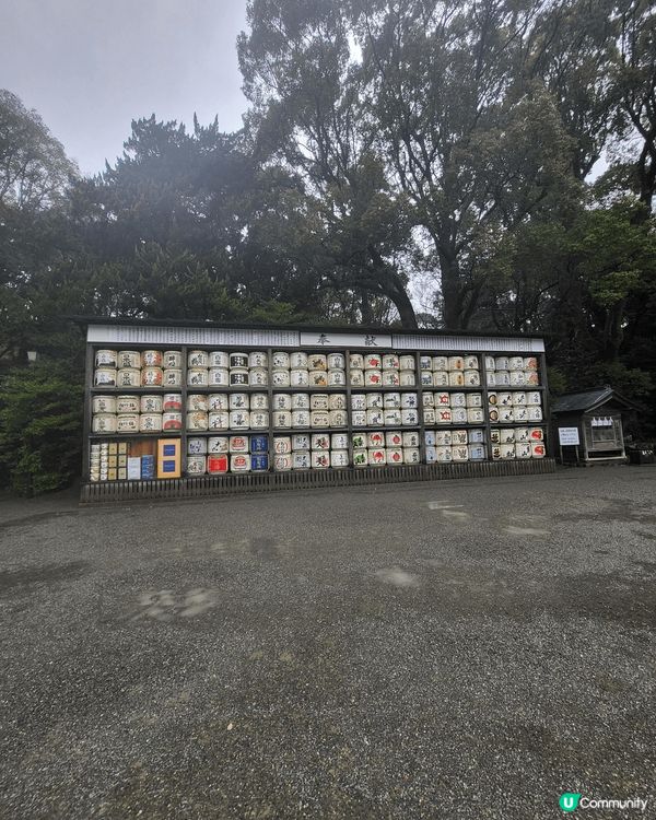 又到櫻花季節，最適合就去日本睇櫻花～